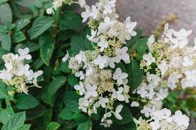 Maybe you would like to learn more about one of these? 13 Plants That Grow Well In Acidic Soil