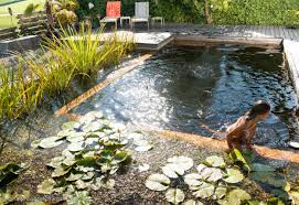 Sommergarten Salamander Naturgarten Ag Swimmteich Baden Schwimmen Badezeit Sommer Swimmingpond Swimming Summe Sommergarten Schwimmteich Naturgarten