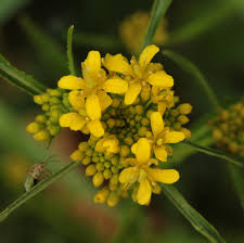 Image result for Rorippa madagascariensis