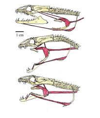 The eel has an unusual set of jaws (purple): Absurd Creature Of The Week This Eel Fires Extra Alien Jaws Out Of Its Throat Wired