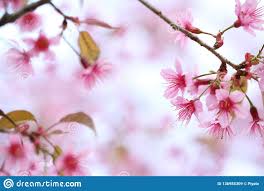 Cherry Blossom Pink Sakura Flower In Close Up Sakura Flower Cherry Blossom Blossom