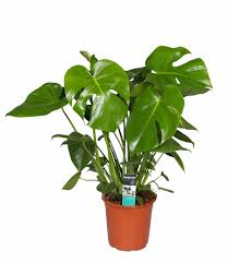 Monstera is a genus of 45 species of flowering plants in the arum family, araceae, native to tropical regions of the americas.the genus is named from the latin word for monstrous or abnormal, and refers to the unusual leaves with natural holes that members of the genus have. Monstera Deliciosa Kostliches Fensterblatt Im Topf 21 Cm Florastore