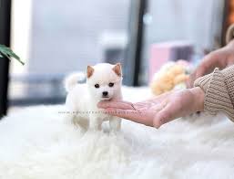 Where you can find premium micro teacup puppies in excellent health. 30 Teacup Puppies That Are So Plushy You Won T Believe They Re Real