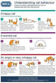 An Infographic To Help You Understand Cat Behavior Cat Behavior Cat Care Tips Cat Care