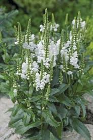 Bio Garten Definition Biogartenstatistik Refferal 1947500711 Bepflanzung Garten Ideen Gestaltung Vorgarten Blumensamen