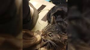 おやつをもらった猫さんが食べながらうにゃうにゃ→おいしいのか文句なのか…？「めちゃくちゃ喋ってますね」 - Togetter [トゥギャッター]