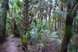 The black bear wilderness area trail is just over 7 miles round trip. Hike Black Bear Wilderness Sanford Florida Hikes