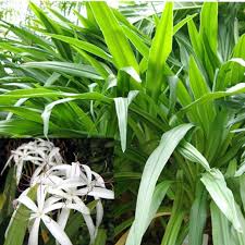 Image result for Crinum aurantiacum