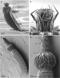 Before we go into the nitty gritty aspects of color theory, let's go over some essential terms. Insights Into Mud Dragon Morphology Kinorhyncha Allomalorhagida Myoanatomy And Neuroanatomy Of Dracoderes Abei And Pycnophyes Ilyocryptus Springerlink