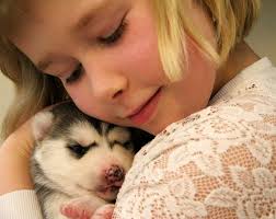 Snykovet Siberian Husky Kennel