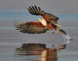 Small Birds Of Prey South Africa Fish Eagle With Prey Birds Of Prey Birds South African Birds