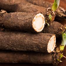 Image result for Salsola rabieana