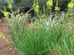 Image result for Bulbine