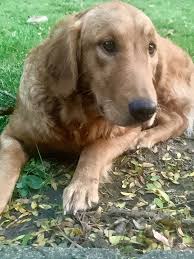 Anna's idea for prm began when her fiancé, chris, was deployed to and stationed in afghanistan. Penelope Is A Golden Retriever Puppy Available For Adoption Adoption From Golden Retriever Rescue Resou In 2020 Rescue Puppies Golden Retriever Rescue Golden Retriever