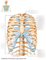 Numbered ribs, sternum, cartilage parts and clavicular articulation. Thoracic Cage Labeling Diagram Quizlet