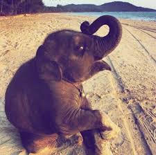 One Morning I Shot An Elephant In My Pajamas Movie Baby Animals Funny Baby Animals Super Cute Baby Animals
