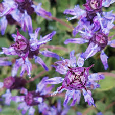 Image result for Coleus caninus