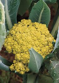 That's why we've put together a shortlist of the 10 best indoor plants for any home or workplace (shhh.don't tell the others). A Winter Vegetable Garden In Northern California Finegardening