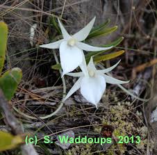 Image result for Jumellea usambarensis