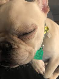 Sadly, like so many other purebred dogs, they are at risk caring for your french bulldog. Eye Irritation Allergies Frogdogs