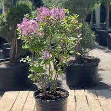 Image result for Syringa meyeri ´Palibin