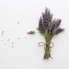 A Little Lavender To Brighten Sunday Morning Real Lavender Smells So Good But Lavender Scented Things Always Smell Lavender Scent Beautiful Flowers Lavender