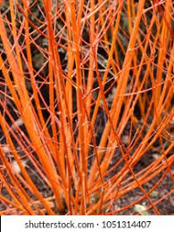 This shrub is deciduous so it will lose all its leaves in autumn, then eventual height & spread. Cornus Sanguinea Midwinter Fire Stock Photo Edit Now 1051314407