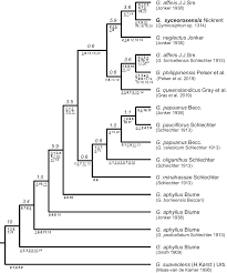 Image result for Gymnosiphon