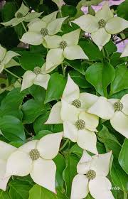 Image result for Pandiaka confusa