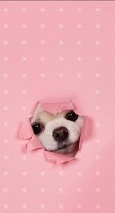Pin By Jocelyn Viviana On Pets But The Cat Dog Wallpaper Dog Wallpaper Iphone Cute Dog Wallpaper