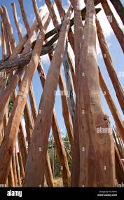 Image result for Androstachys