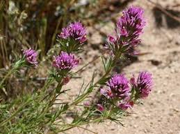 Castilleja Exserta Exserted Indian Paintbrush Purple Owl S Clover Southeastern Arizona Wildflowers And Pl Arizona Wildflowers Indian Paintbrush Purple Owl