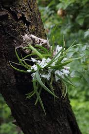 Image result for Podangis