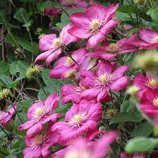 Clematis ville de lyon group. Clematis Ville De Lyon Late Large Flowered Clematis