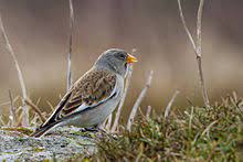 Despite its name, it is a sparrow rather than a true finch. White Winged Snowfinch Wikipedia