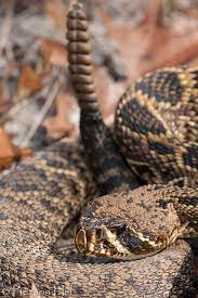 Eastern Diamondback Rattlesnake Crotalus Adamanteus Poisonous Snakes Snake Reptile Snakes