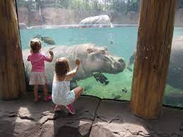 Travel Tips Taking Kids To The St Louis Zoo St Louis Zoo Zoo The St