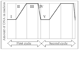 For instance, the 46 chromosomes found in human cells have a combined length of 200 nm (1 nm = 10 − 9 metre); Final Bio Exam Part 3 From Exam 3 Flashcards Easy Notecards