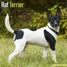 If i was considering a rat terrier, i would be most concerned about. Rat Terrier Calendar Dog Breed Calendars 2020 2021 Wall Calendars 16 Month By Avonside Megacalendars 9781785809163 Amazon Com Books