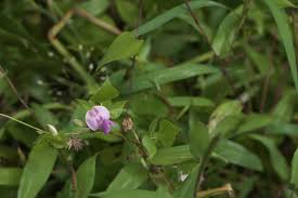 Image result for Dolichos trilobus