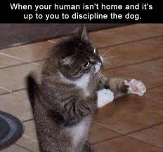 Yeaah, i'm going to need you to go ahead and come in on caturday. 17 Cat Memes For Your Viewing Pleasure On Caturday Cat Memes Funny Animal Memes Cute Funny Animals