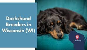 Maybe you would like to learn more about one of these? 19 Dachshund Breeders In Wisconsin Wi Dachshund Puppies For Sale Animalfate