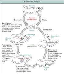 classifications of fungi biology for majors ii