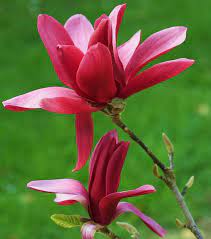 Magnolia Burgundy Star Blossom Magnolia Trees Rose Garden Design Magnolia Flower