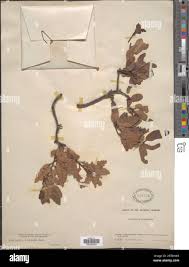 Image result for Schinopsis