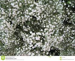 Baby S Breath Stock Photo Image Of Gardening White Pastel 2370426