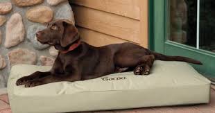 What is the best indestructible dog bed? 9 Indestructible Dog Beds For Chew Tastic Canines