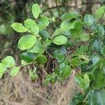 Image result for Scutia myrtina