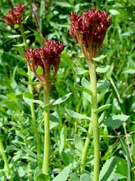 Image result for Stolzia kalkhof-roseae