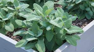 If artificial light alone is used when growing sage in containers, give it 14 to 16 hours daily. How To Grow And Harvest Sage Miracle Gro